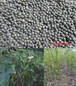 Okra Hijau Varietas Holiday Curah 1 kg