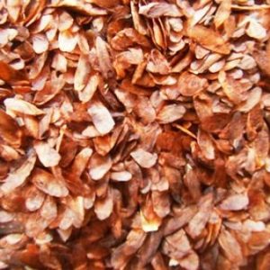 Benih Kayu Suren 500g