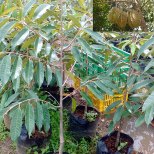 Bibit Durian Montong 40-50 cm