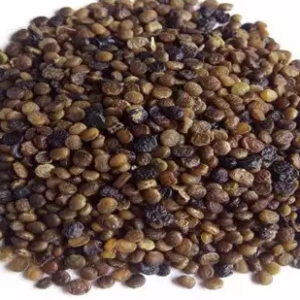 Bibit Indigofera 500 gr