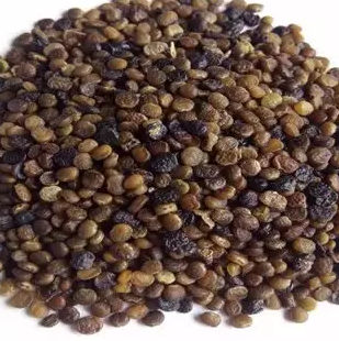 Bibit Indigofera 500 gr