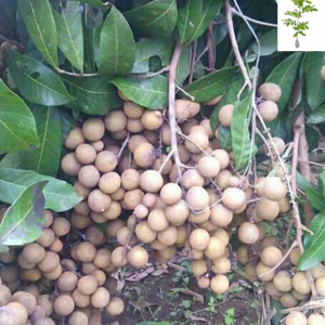 Bibit Kelengkeng Hawai 40 cm