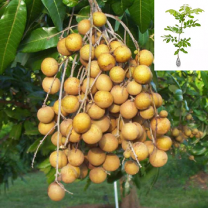 Kelengkeng Puangray 60cm
