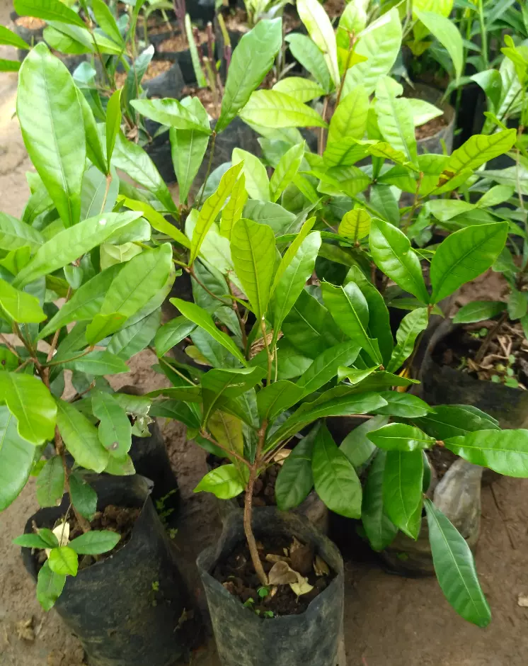 Bibit Miracle Fruit / Buah Ajaib (Synsepalum dulcificum)