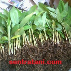 Bibit Pisang Cavendish Hijau