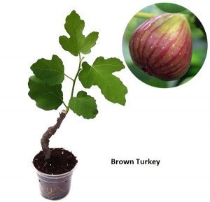 Tin Brown Turkey