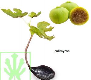 Tin Calimyrna