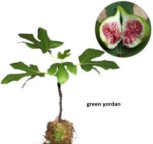Tin Green Yordan