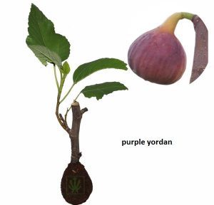 Tin Purple Yordan