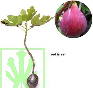 Tin Red Israel