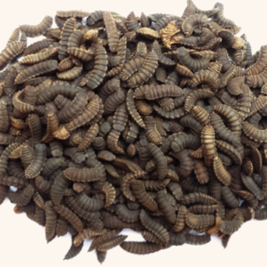 Bibit / Pupa BSF - Black Soldier Fly - Lalat Tentara Hitam (500 gr)