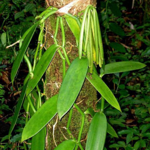 Bibit Vanili