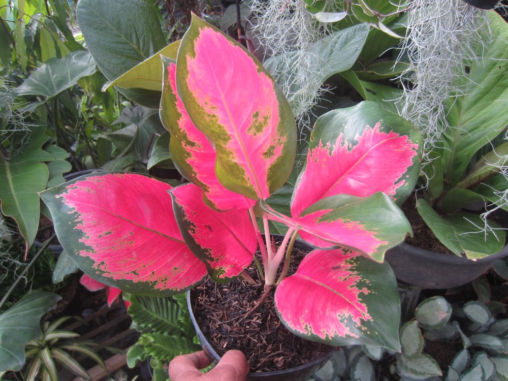 Jual Tanaman Hias Agloanema Kochin Pink Sentratani Com