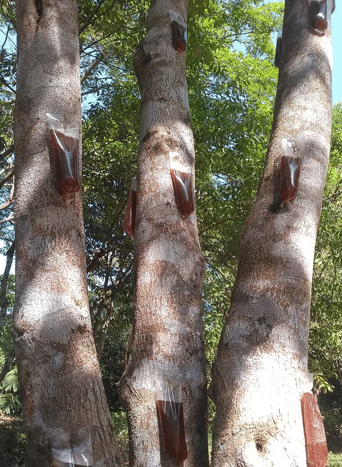 obat suntik pohon gaharu