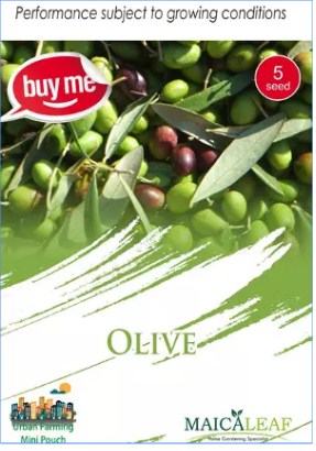 Olive Zaitun Maicaleaf 5s