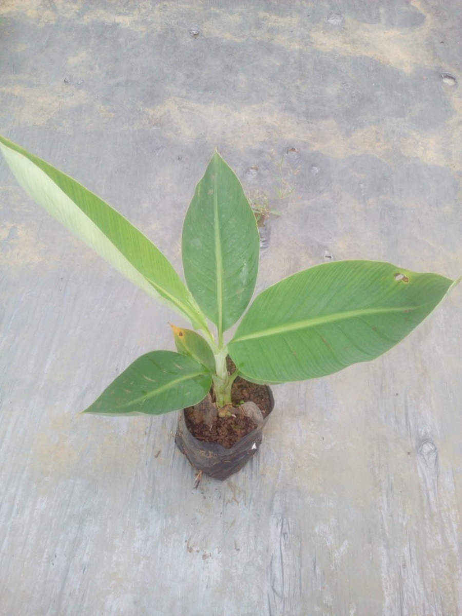 paket 5 bibit Barangan merah