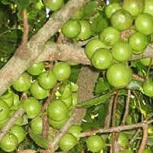 paket 10 kacang macadamia