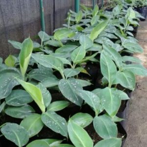 Bibit Pisang Cavendish Kuning (Sunpride)