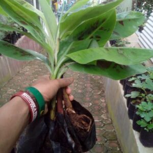 Bibit Pisang Cavendish Kuning (Sunpride) - Paket 20 batang