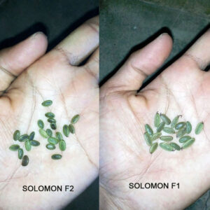 Sengon Solomon F1 25g