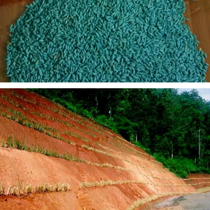 Benih Rumput Vetiver 500 Gram