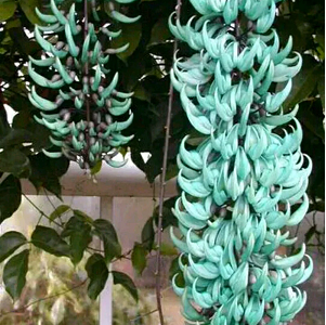 Jual Bibit Bunga Flame Of Irian Biru SENTRATANI COM