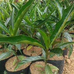 Bibit Mengkudu