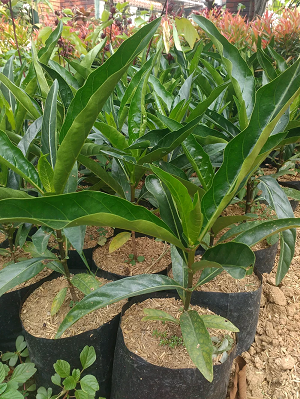 Bibit Mengkudu