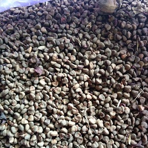 Benih Red Rosella 500 Gr