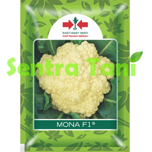 Benih Bunga Kol Mona F1