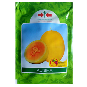 Benih Melon Golden Tahan Virus Alisha f1