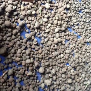 jual bibit porang katak