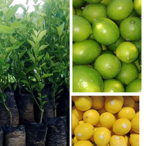 jual bibit lemon california