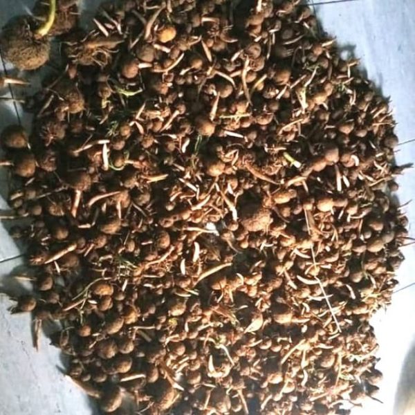 Jual Bibit  Porang  Siap Tanam 1 kg  SENTRATANI COM