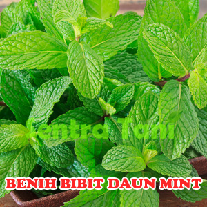 Benih Bibit Daun Mint