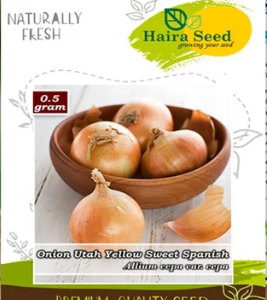 jual bibit bawang bombay
