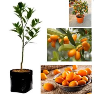 Jual bibit jeruk komquat nagami