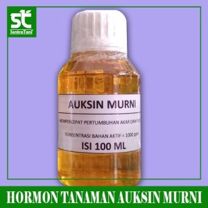 HORMON AUKSIN