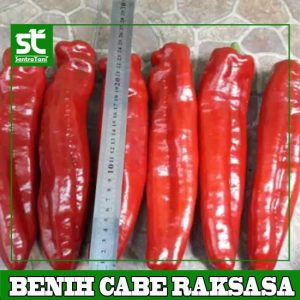 Benih Cabe Raksasa Sweet Italy