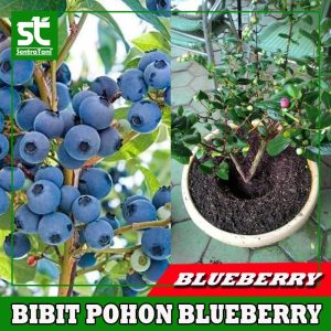 Bibit Blueberry