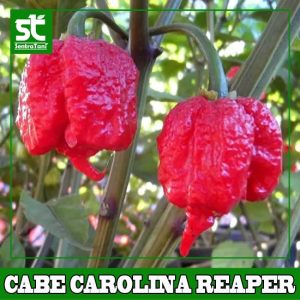 Benih Cabe Carolina Reaper