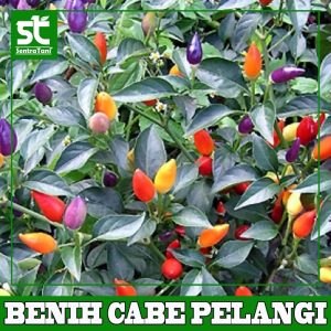 Benih Cabe Pelangi