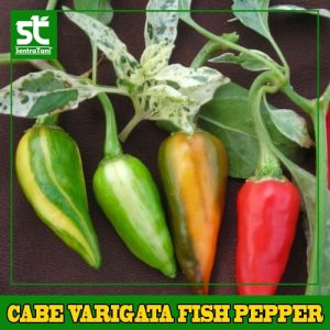Benih Cabe Varigata Fish Pepper