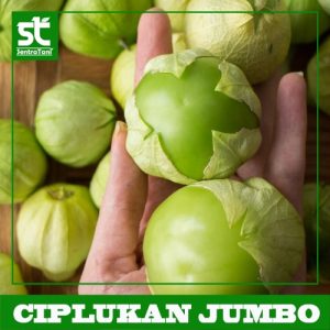 Benih Ciplukan Jumbo