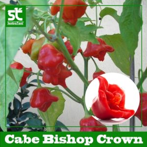 Benih Cabe Unik Bishop Crown
