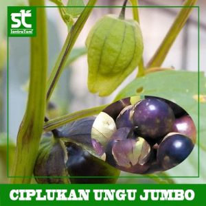 Benih Ciplukan Ungu Jumbo