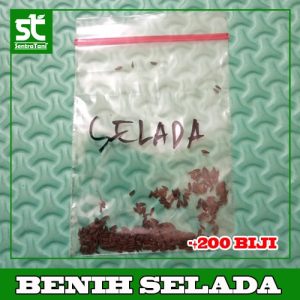 Benih Selada Hijau 200 Biji