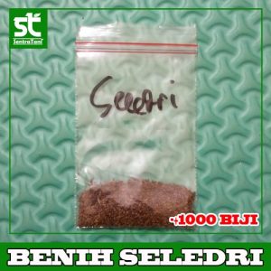 Benih Seledri 1000 Biji