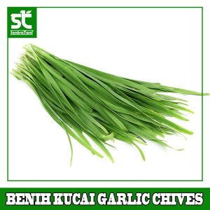 Benih Kuchai Garlik Chives