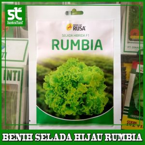 Benih Selada Hijau Rumbia Cap Rusa